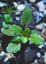 Veronica peregrina var. peregrina. A cultivated seedling. Image: P.J. Garnock-Jones © P.J. Garnock-Jones CC-BY-NC 3.0 NZ